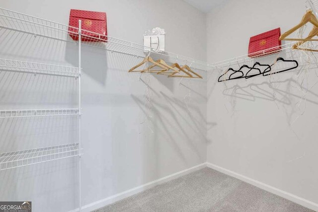 spacious closet featuring carpet flooring