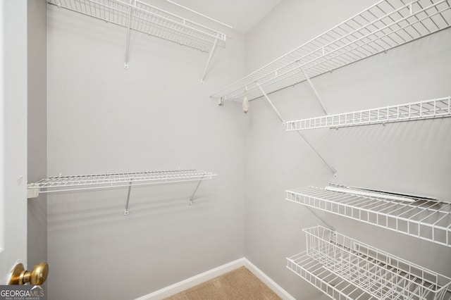 spacious closet featuring carpet