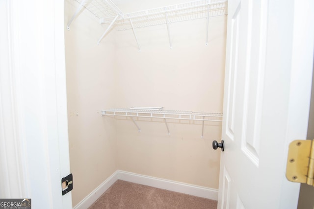 walk in closet with carpet floors