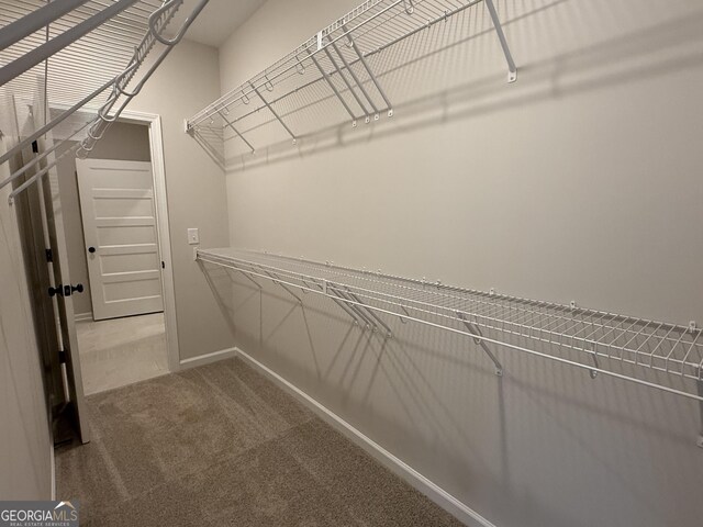 spacious closet featuring carpet flooring