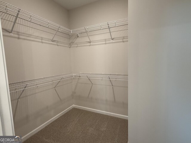 spacious closet featuring carpet