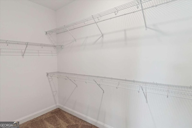 spacious closet featuring carpet