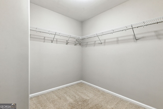 walk in closet with carpet floors