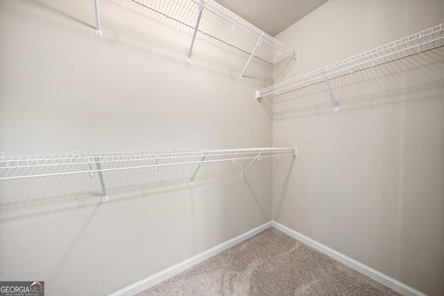 walk in closet with carpet flooring