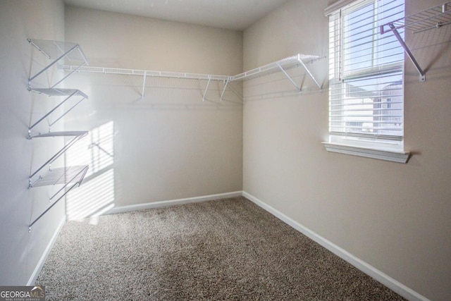 spacious closet featuring carpet flooring