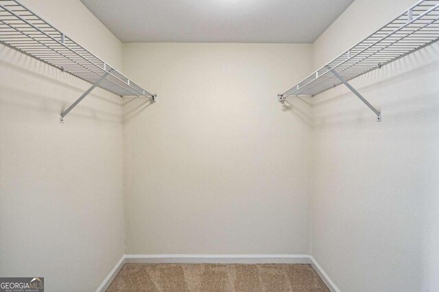 walk in closet featuring carpet floors