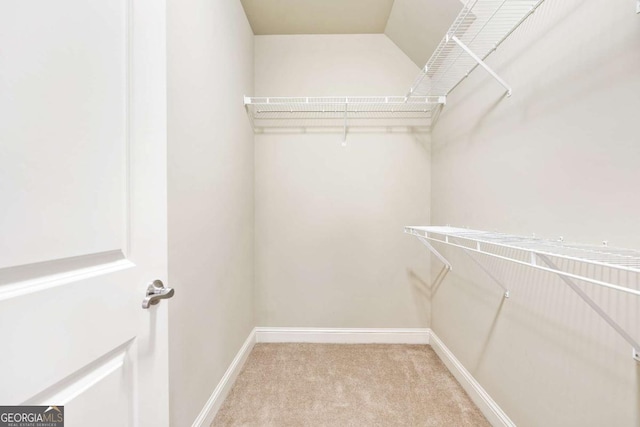 spacious closet featuring carpet floors