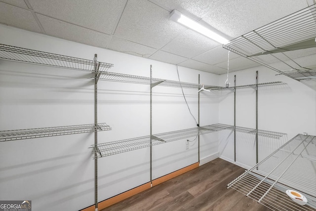 spacious closet featuring a drop ceiling and dark hardwood / wood-style floors