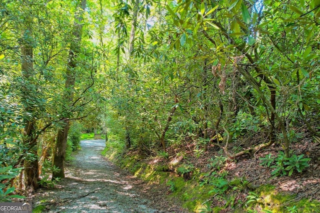 view of local wilderness