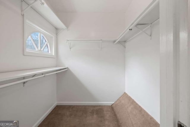 spacious closet featuring carpet floors