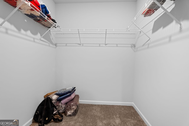 walk in closet featuring carpet flooring