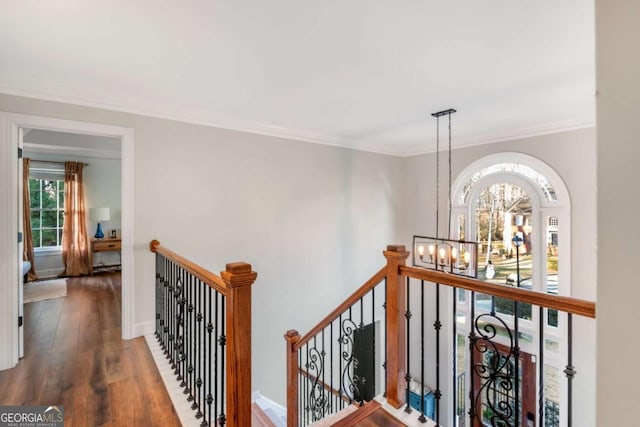 corridor with a chandelier, dark wood-type flooring, a wealth of natural light, and crown molding