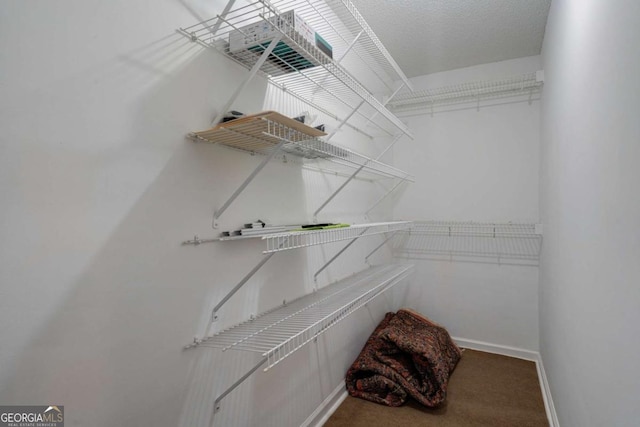 spacious closet featuring carpet flooring