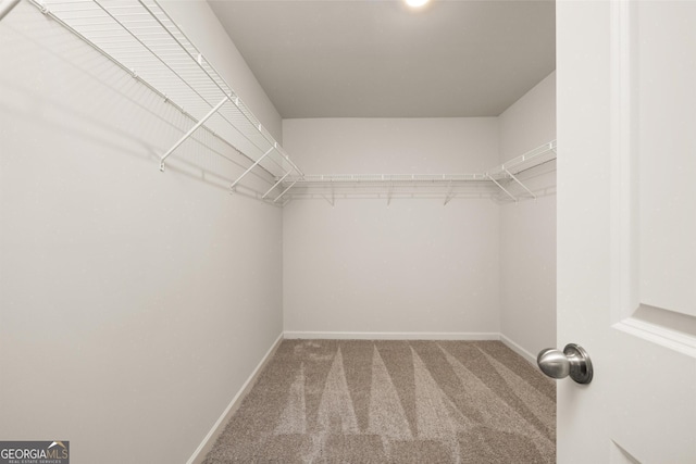 walk in closet with carpet floors