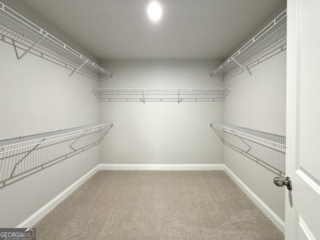 walk in closet featuring carpet flooring