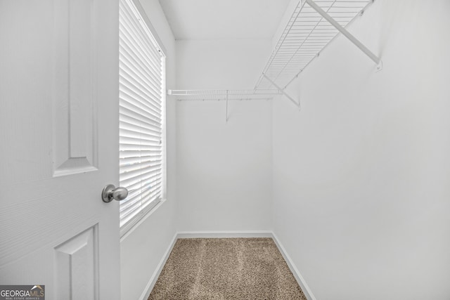 walk in closet with carpet flooring