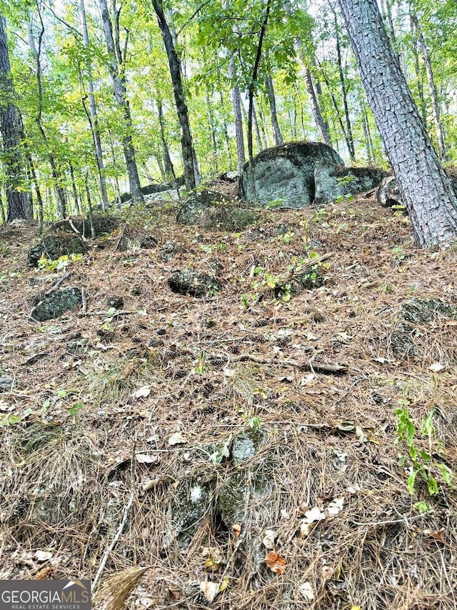 view of local wilderness