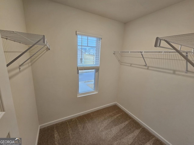 walk in closet with carpet flooring