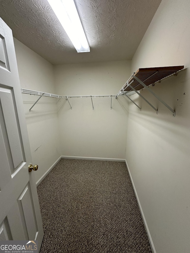 walk in closet with carpet floors