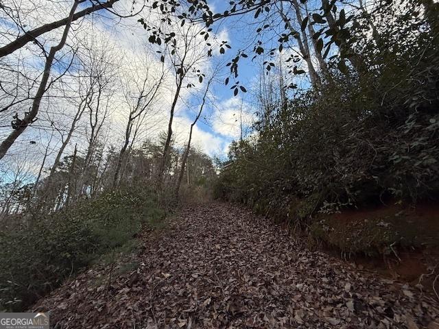 view of local wilderness