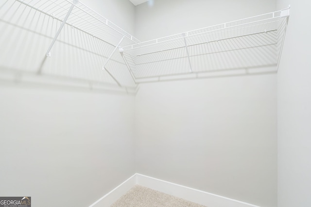 walk in closet with carpet floors