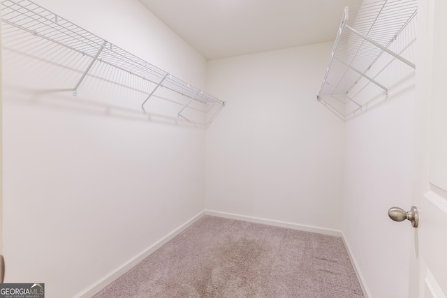 spacious closet featuring carpet flooring