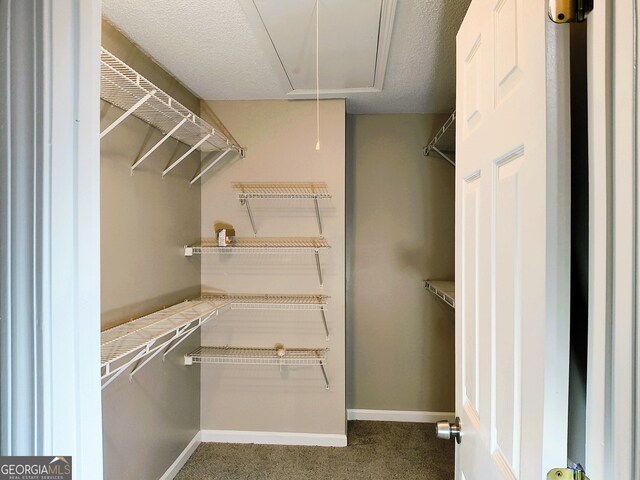 walk in closet with carpet flooring