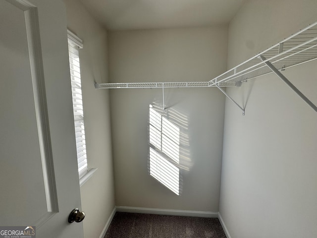 spacious closet featuring carpet floors