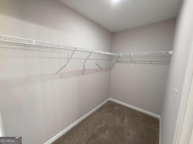 walk in closet with carpet flooring