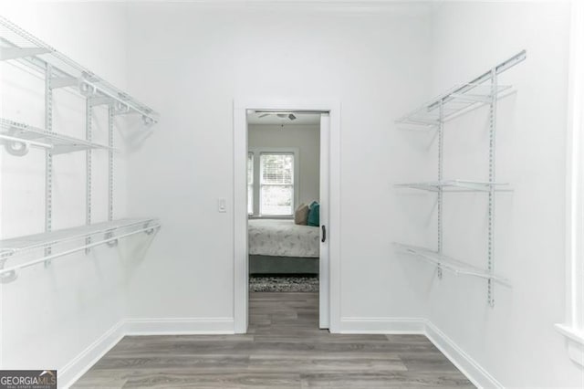 walk in closet featuring wood-type flooring