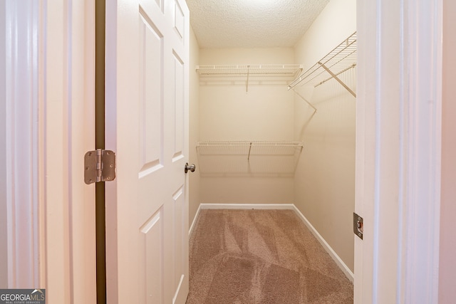 walk in closet with carpet flooring