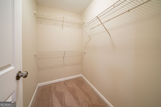 spacious closet featuring carpet