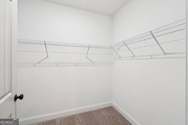 spacious closet featuring carpet floors