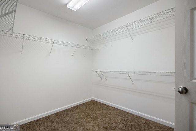 walk in closet with carpet flooring