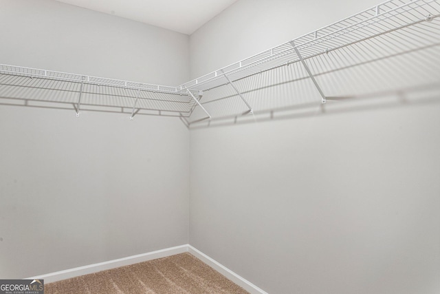 spacious closet featuring carpet floors