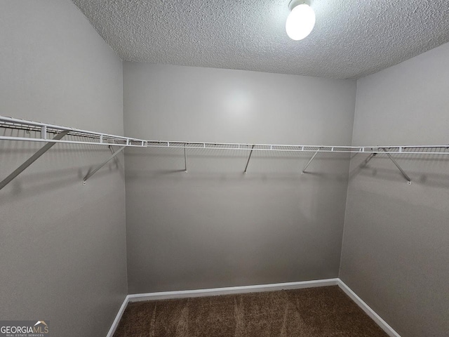 walk in closet featuring carpet floors