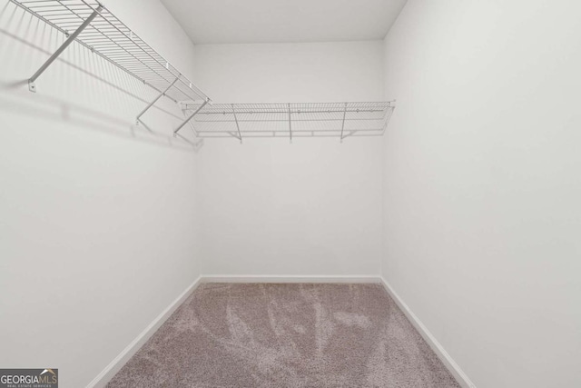 walk in closet with carpet flooring