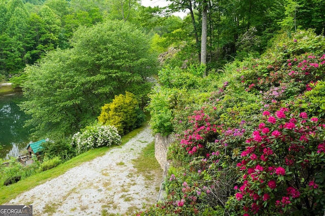 view of local wilderness