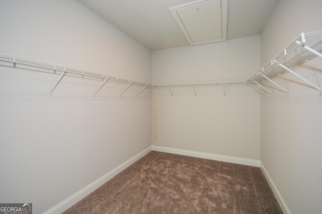 walk in closet featuring carpet flooring