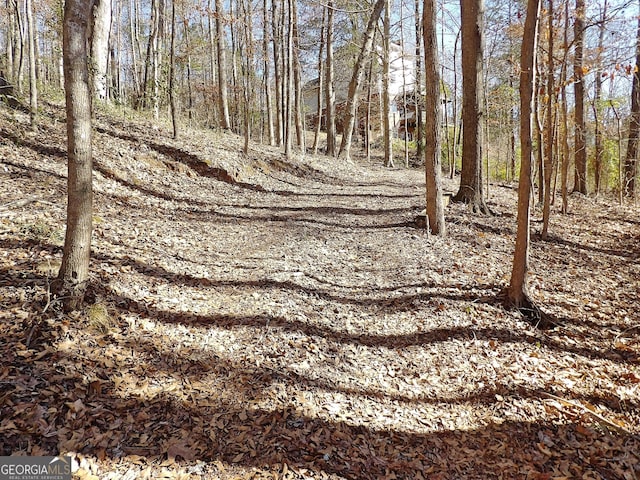 view of local wilderness