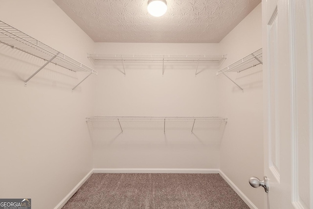 spacious closet featuring carpet flooring