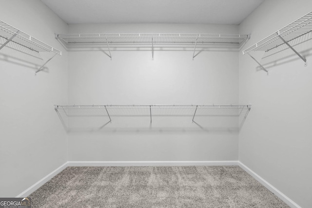 spacious closet featuring carpet