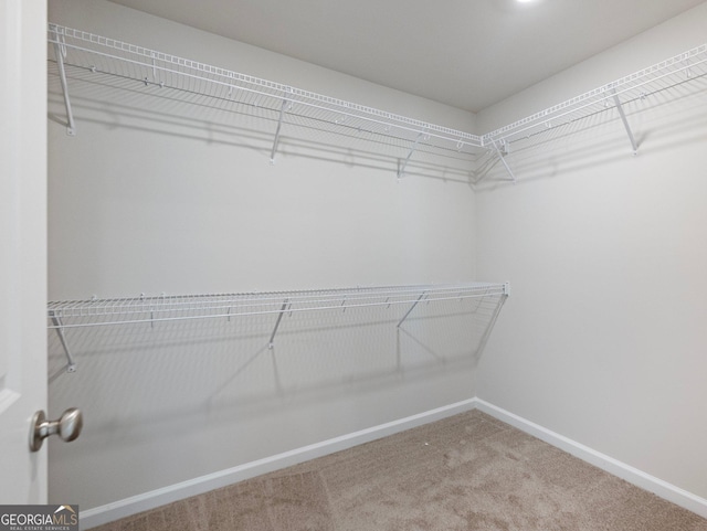 spacious closet featuring carpet floors