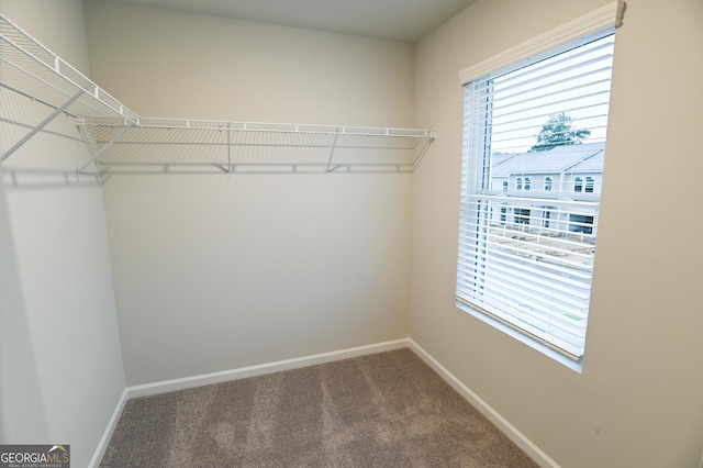 walk in closet featuring carpet