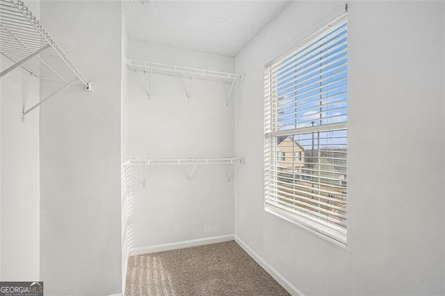 walk in closet with carpet floors