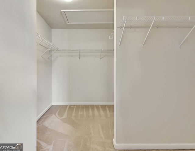 spacious closet with attic access and carpet flooring