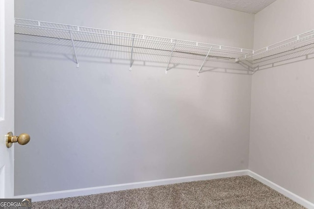 spacious closet featuring carpet flooring