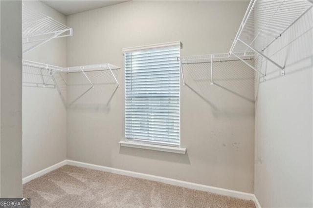 walk in closet featuring carpet flooring