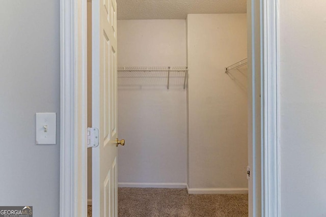 walk in closet with carpet flooring