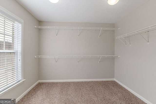 spacious closet featuring carpet flooring